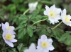 Anemone nemorosa Pa...